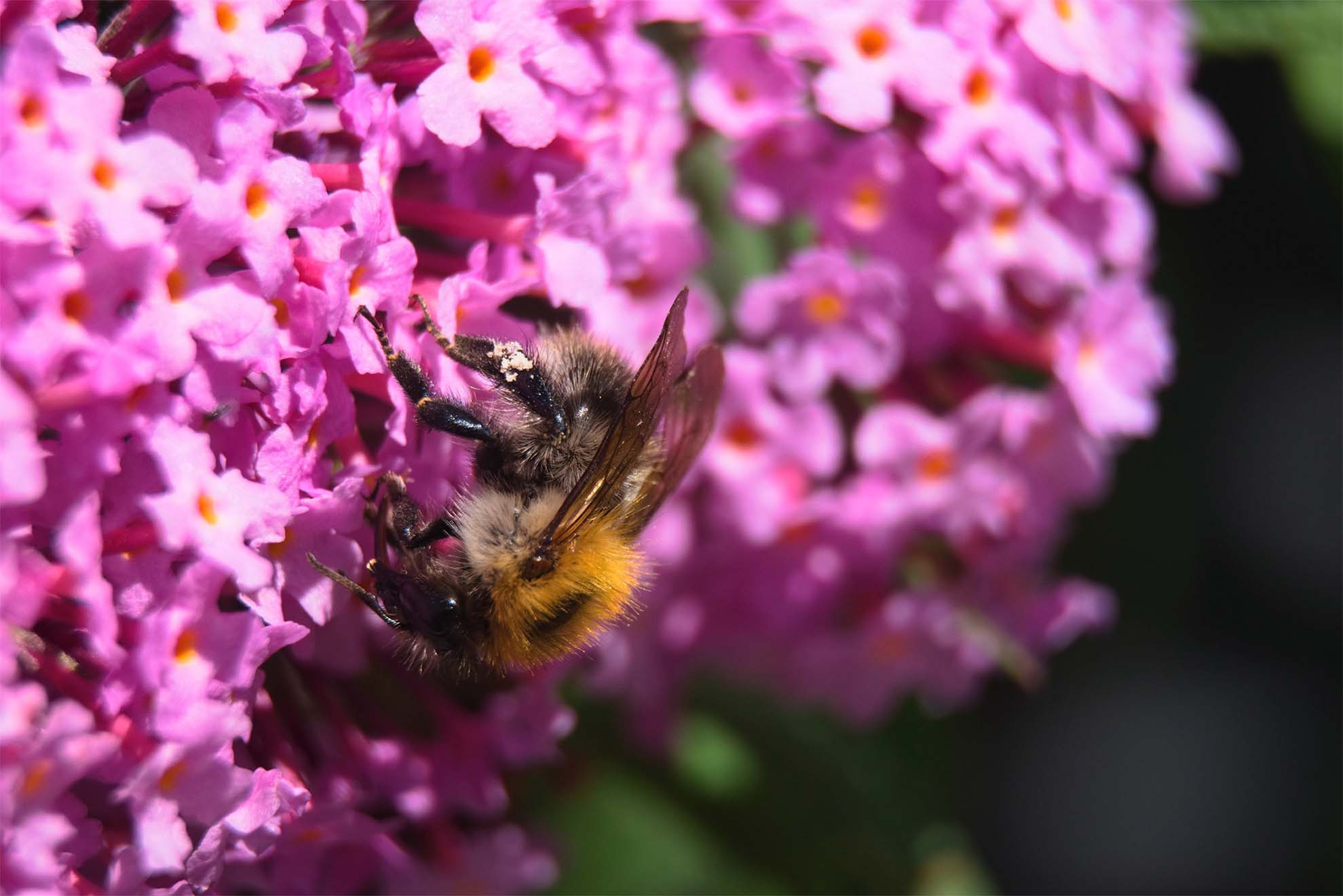 A bee on purple flower