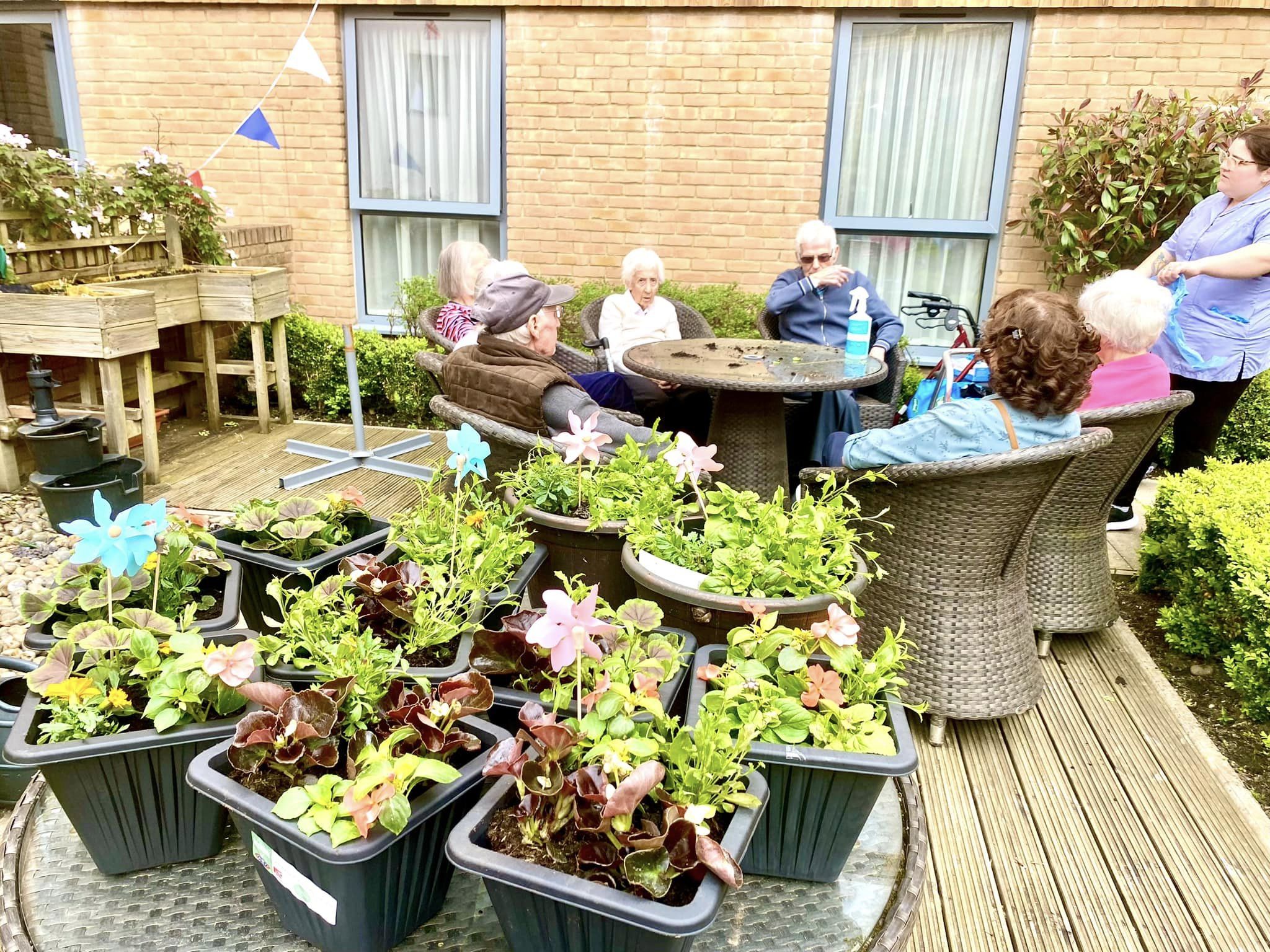 Plants from our gardening club at Ty Llandaff Care Home